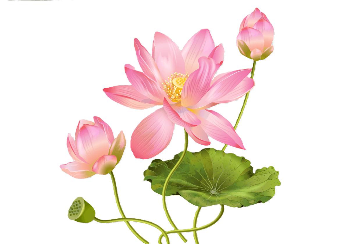 Lotus Plant