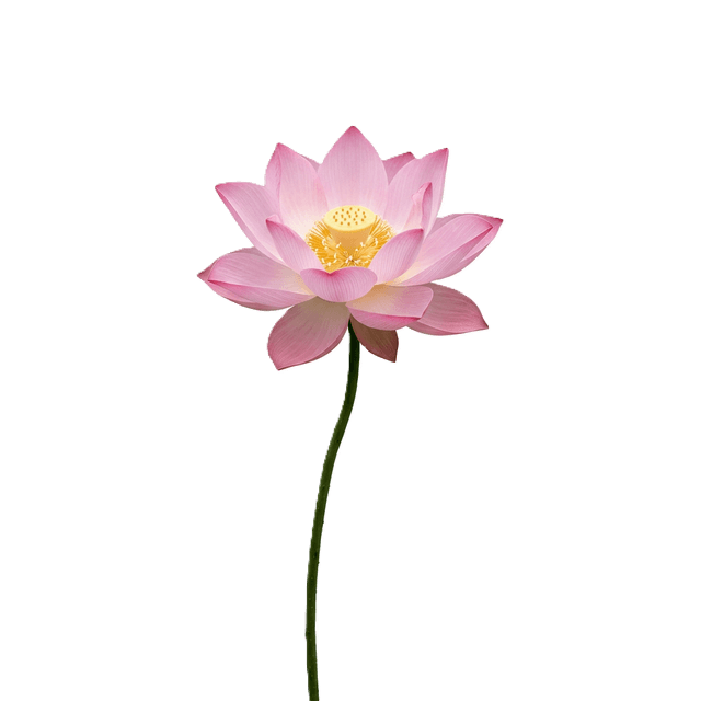 Decorative Lotus